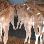 calf_feed_fp