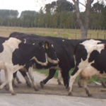 cattle_road_mat_fp