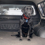 dog_mat_fp