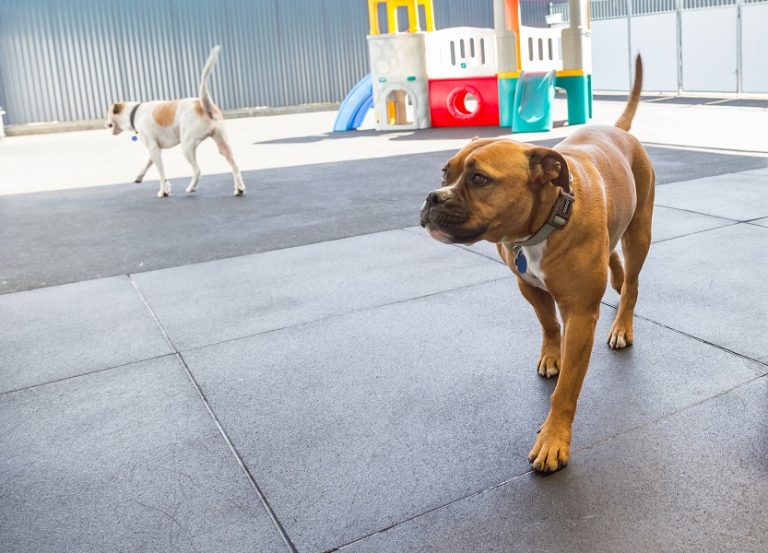 Dog Matting Burgess Matting